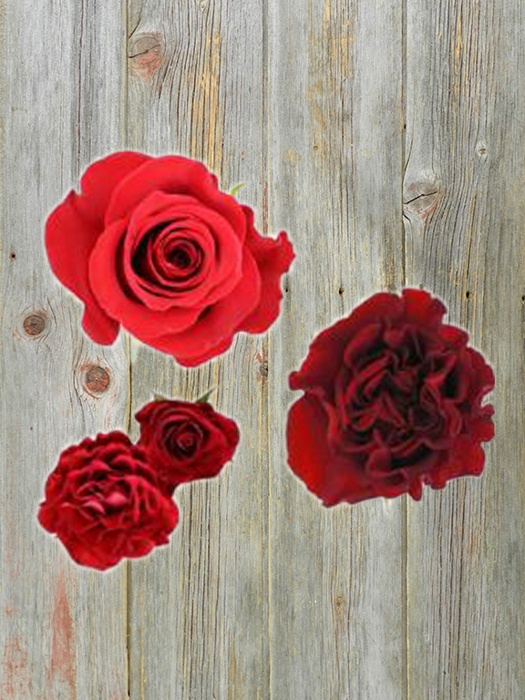 ROSES ALL AROUND  RED COMBO BOX